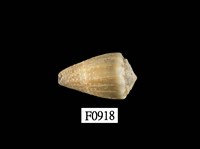 藏品(晚霞芋螺)的圖片